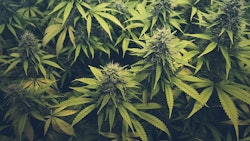 Cannabis Buds Adobe Stock Credit Hanohiki Resized