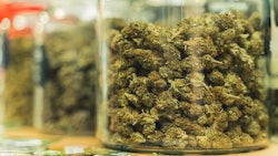 Canna Jar Adobe Stock520431057