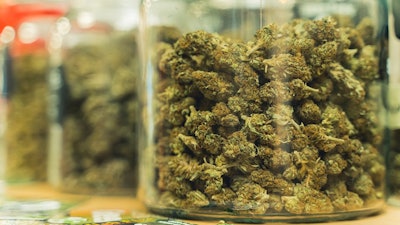 Canna Jar Adobe Stock520431057