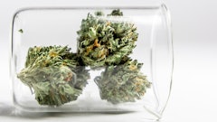 Canna Testing Adobe Stock145317509