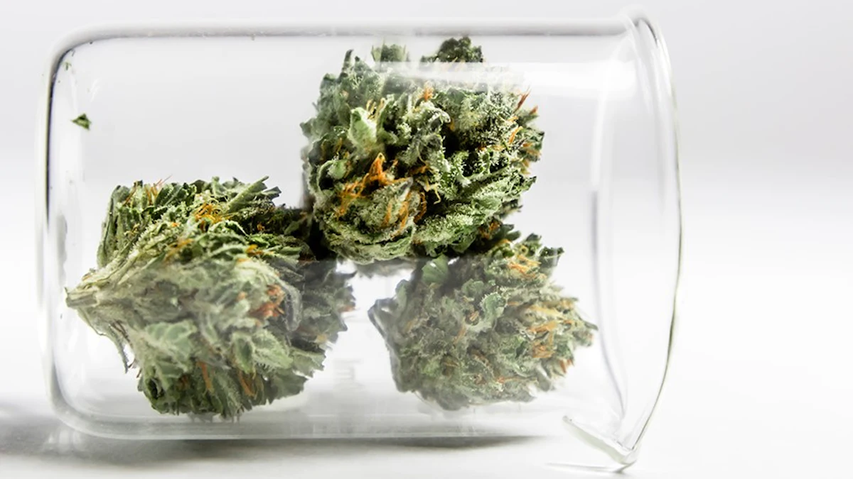 Nevada Cannabis Lab Faces 10-Year Ban for Manipulating Test Results ...