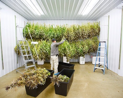 Credit David Goodman Web