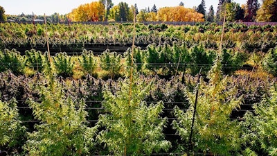 Puffin Farm's cannabis fields in the Yakima River region in Washington, just before harvest.