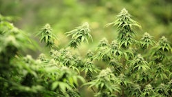 Ill Cannabis Disp Img