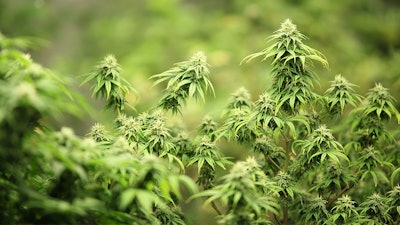 Ill Cannabis Disp Img