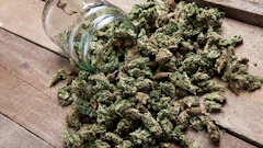 Marijuana Bud Spilling Outof Jar Adobe Stock Credit Aleksanderkamasi Resized