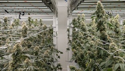 Cannabis cultivation at Redbud Roots, a vertically integrated Michigan cannabis company that is providing prerolls for veteran cannabis research at Wayne State University.