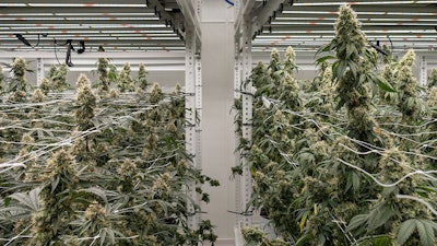 Cannabis cultivation at Redbud Roots, a vertically integrated Michigan cannabis company that is providing prerolls for veteran cannabis research at Wayne State University.