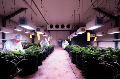 Bio Lumic Cannabis Science Team Rd Facility In New Zealand Fmt