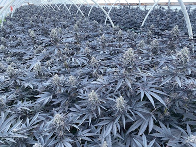 Breeders Fmt