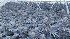 Breedersgushmints