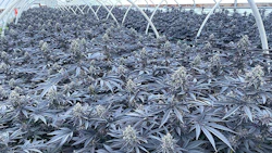 Breedersgushmints
