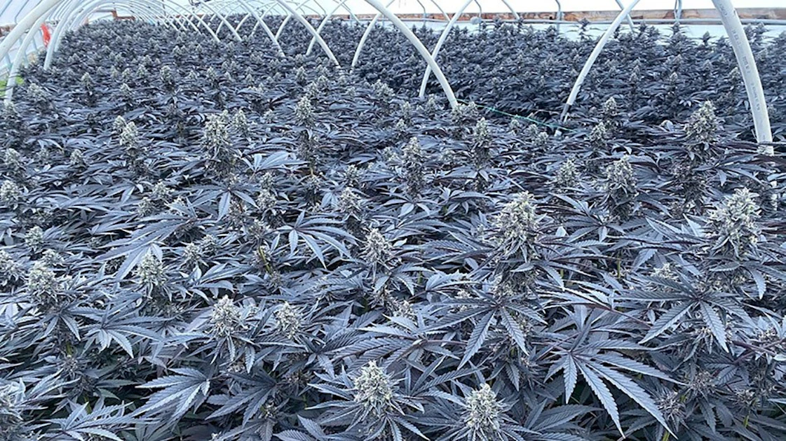 Gush Mints (Kush Mints x F1 Durb x Gushers) | Cannabis Business Times