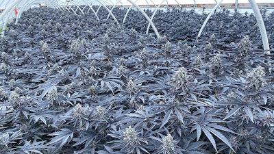 Breedersgushmints