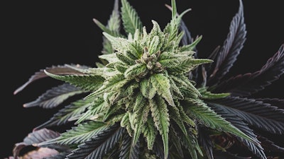 Cann Flower Stock
