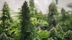 Cannabis Plants Adobe Stock Credit Borispain69 Resized