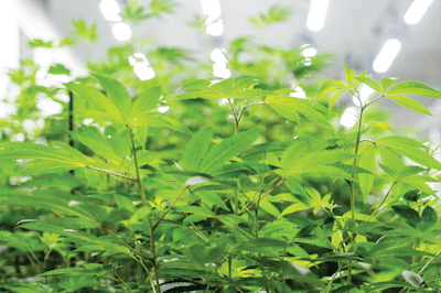 Culta Young Plants Fmt