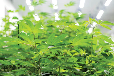 Culta Young Plants Fmt