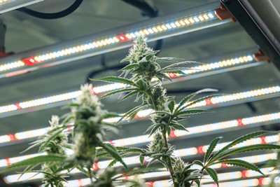 Flower Led Fmt