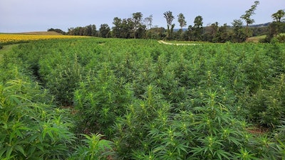 Steve Groff grows hemp for CBD, as well as for fiber and grain, on his farm, Cedar Meadow Farms.