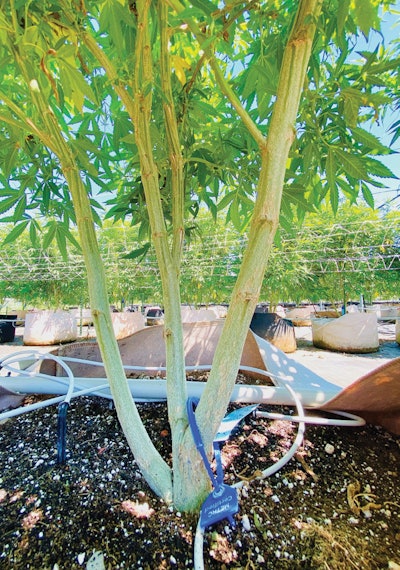 Hort How To 1 Oct 2022 Fmt