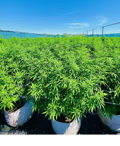 Hort How To 2 Oct 2022 Fmt