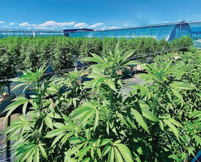 Hort How To 3 Oct 2022 Fmt