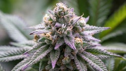 Mich Adobe Stock269929823