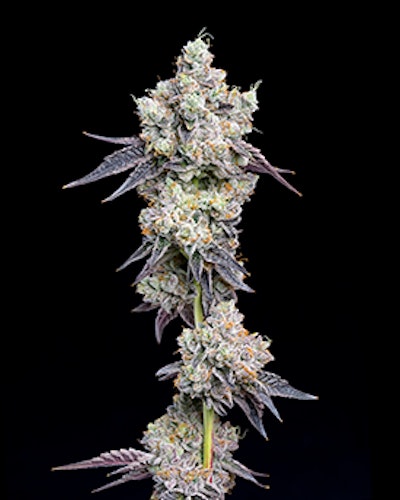 Rickybaker Cultivar Web Resized