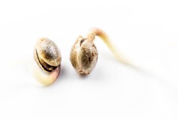 Adobe Stock 160965908