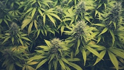 Cannabis Buds Adobe Stock Credit Hanohiki Resized2