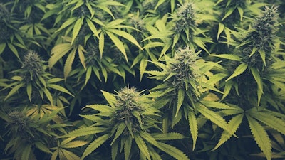 Cannabis Buds Adobe Stock Credit Hanohiki Resized2