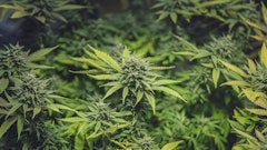 Cannabis Plants Adobe Stock Credit The Allery Resized