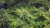 Cannabis Plants Adobe Stock Credit The Allery Resized