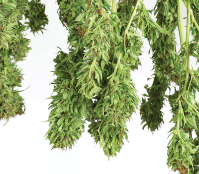 I Stock 1183855656 Fmt