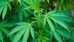 Ny Canna Adobe Stock525396448