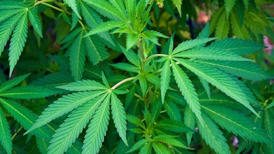 Ny Canna Adobe Stock525396448