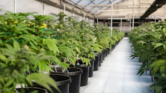 Cannabis Gh Adobe Stock