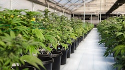 Cannabis Gh Adobe Stock