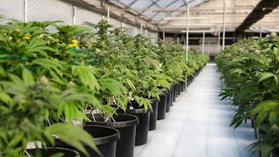 Cannabis Gh Adobe Stock