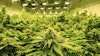 Cannabis Plants Flowering Indoor Credit Alex Resized2