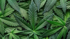Canna Leaves Adobe Stock417949098