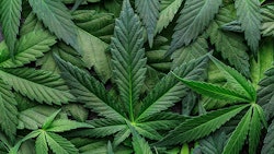 Canna Leaves Adobe Stock417949098