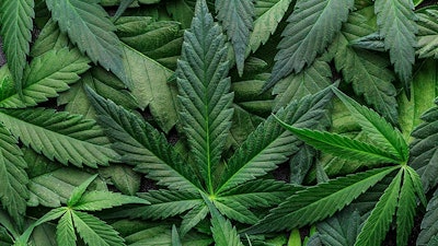 Canna Leaves Adobe Stock417949098