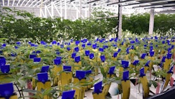 This photo depicts a compliant cannabis cultivation grow room.