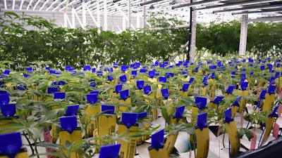 This photo depicts a compliant cannabis cultivation grow room.