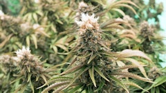 Fluencecannabiscloseup