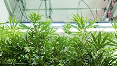 Texas Original uses LED lighting in its indoor cultivation operation.