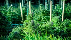 Outdoor Cannabis Hubbard Steve