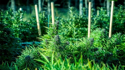 Outdoor Cannabis Hubbard Steve